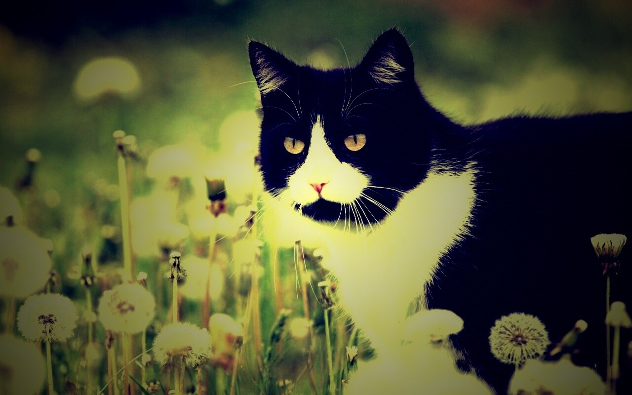 Кот в одуванчиках обои