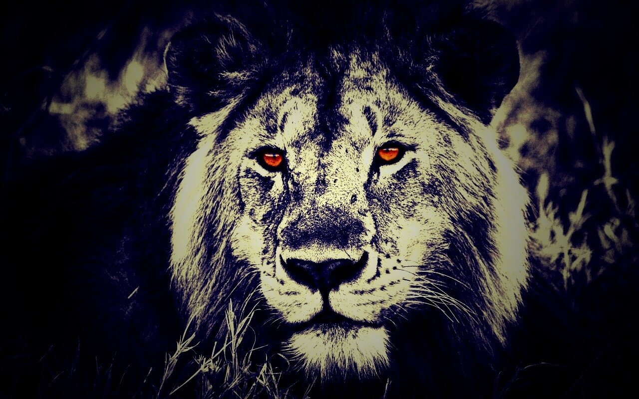 Гордый лев с горящими глазами обои