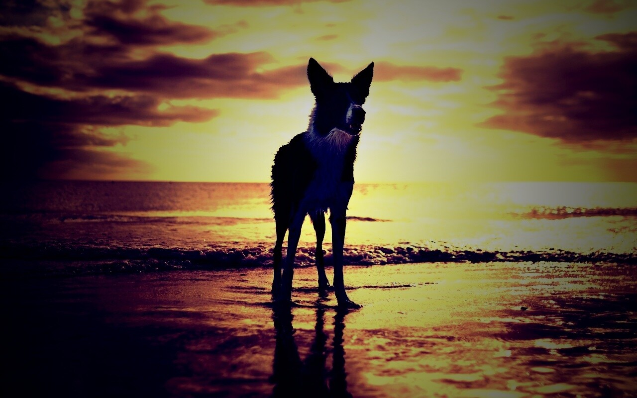 Собачка на пляже обои