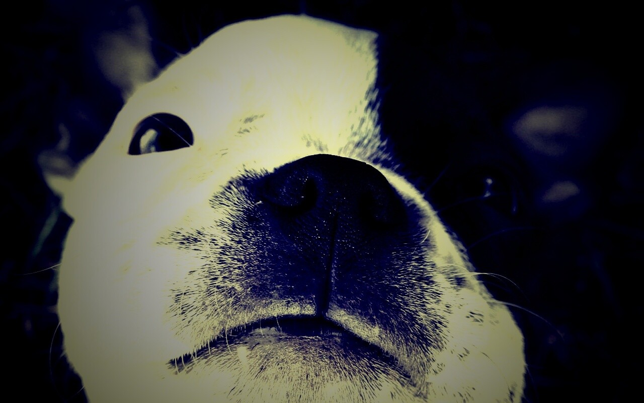 Бостонский терьер обои