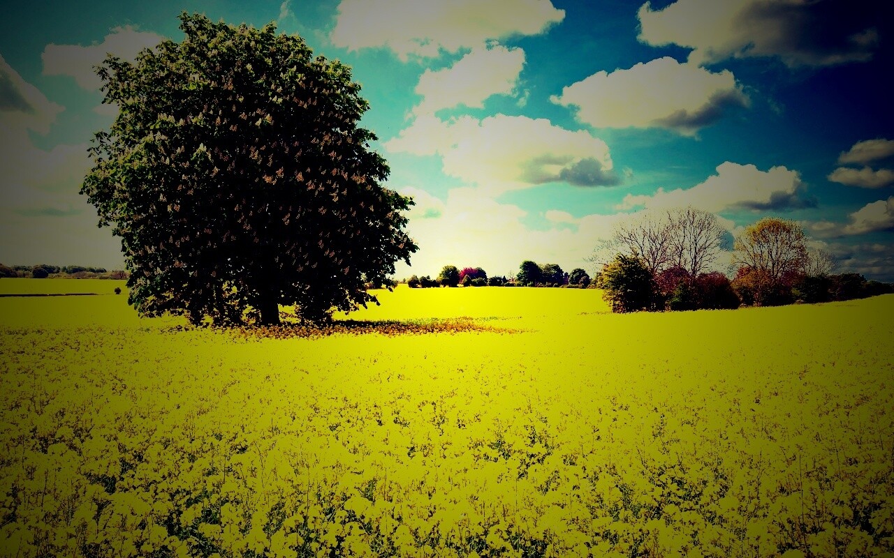 Каштан на цветочном поле обои