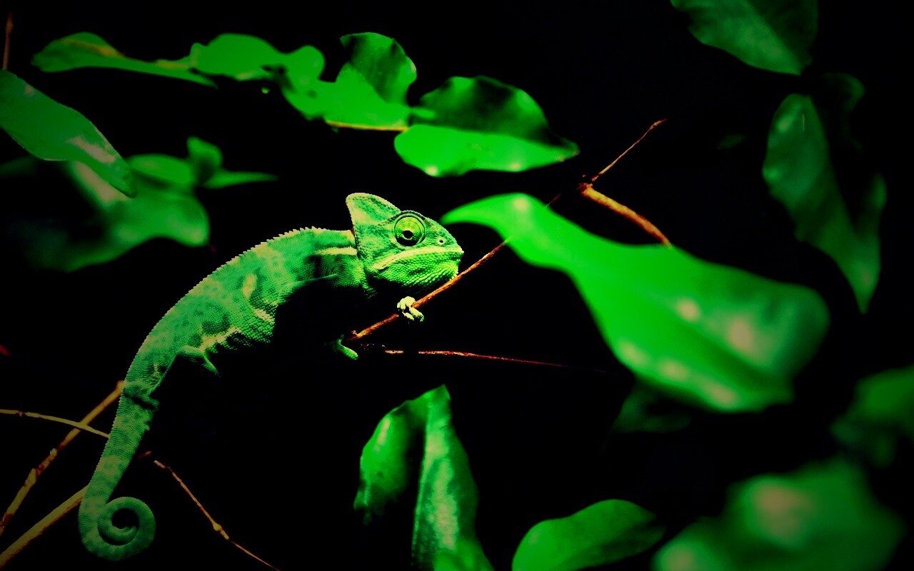 Хамелеон в листве обои