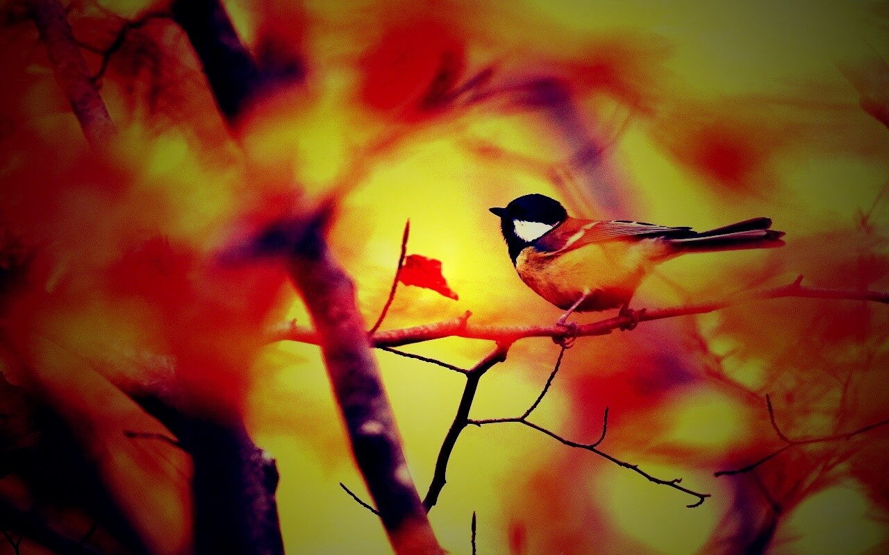 Синичка в желтой листве обои