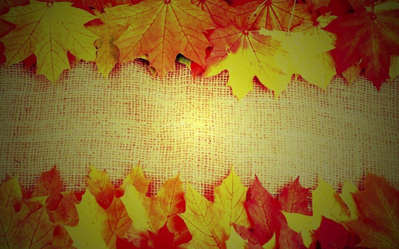 Желтые кленовые листья на холсте обои