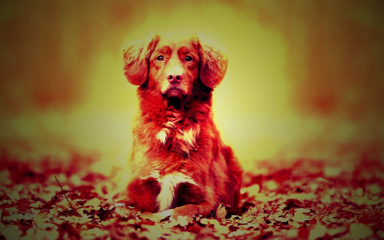 Осенний пес обои