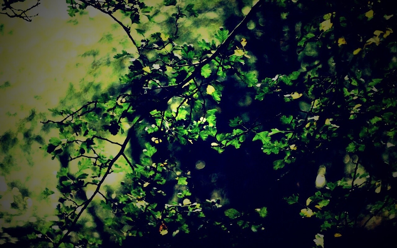 Дубовая зеленая листва обои