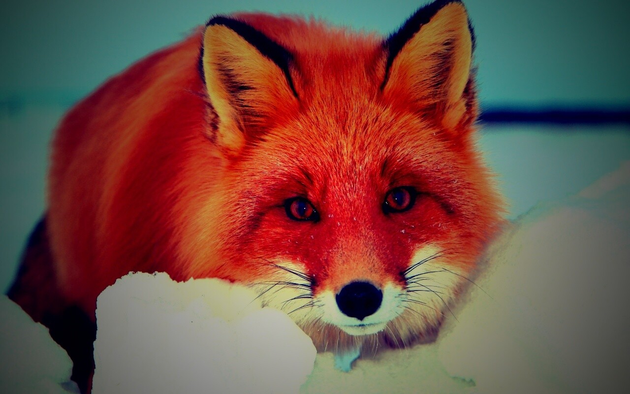 Рыжая лиса в снегу обои