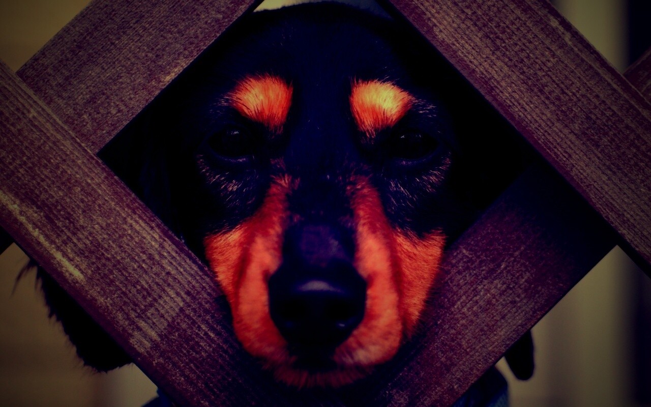 Мордочка в заборе обои