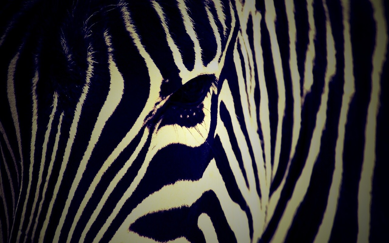 Зебра обои