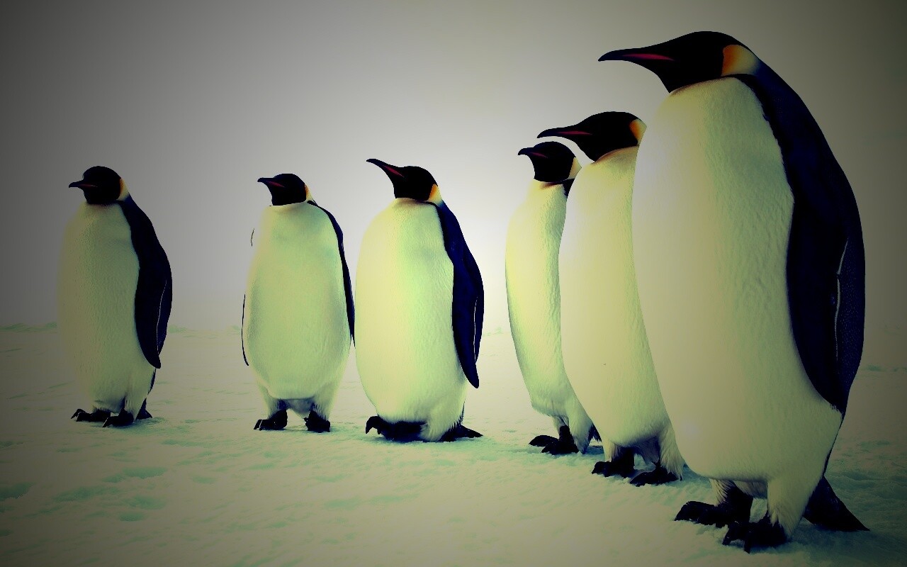 Слет пингвинов обои