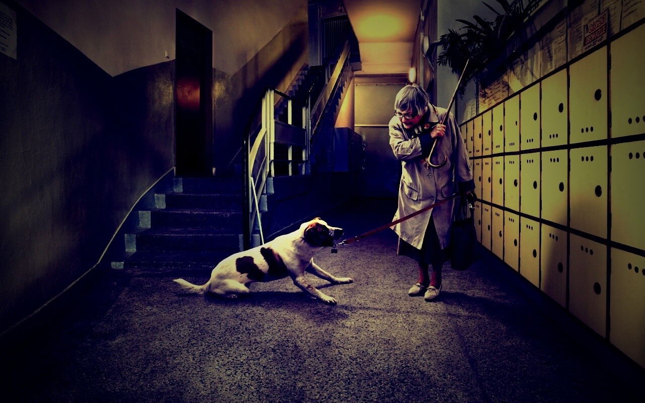 Непослушная собака обои