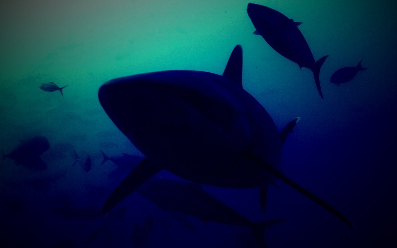 Акула обои