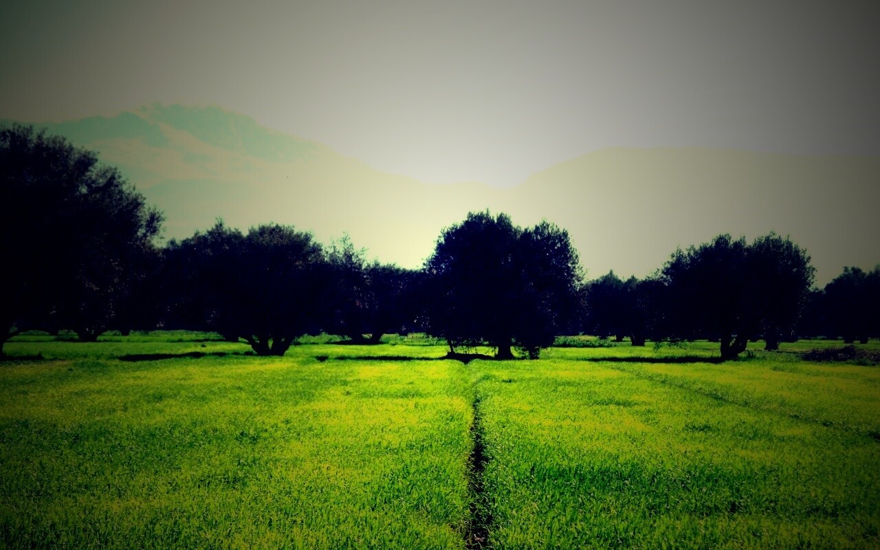 Зеленое поле обои