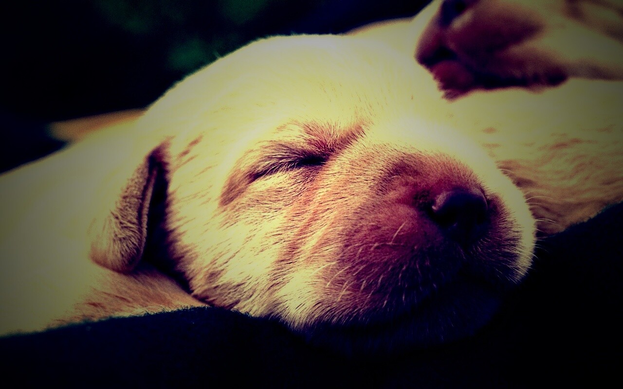 Мордочки симпатичных щенков обои