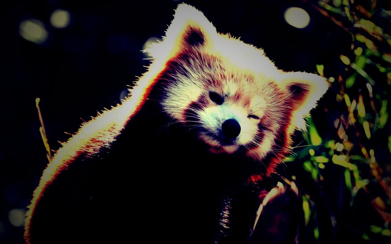 Красная панда подмигивает обои