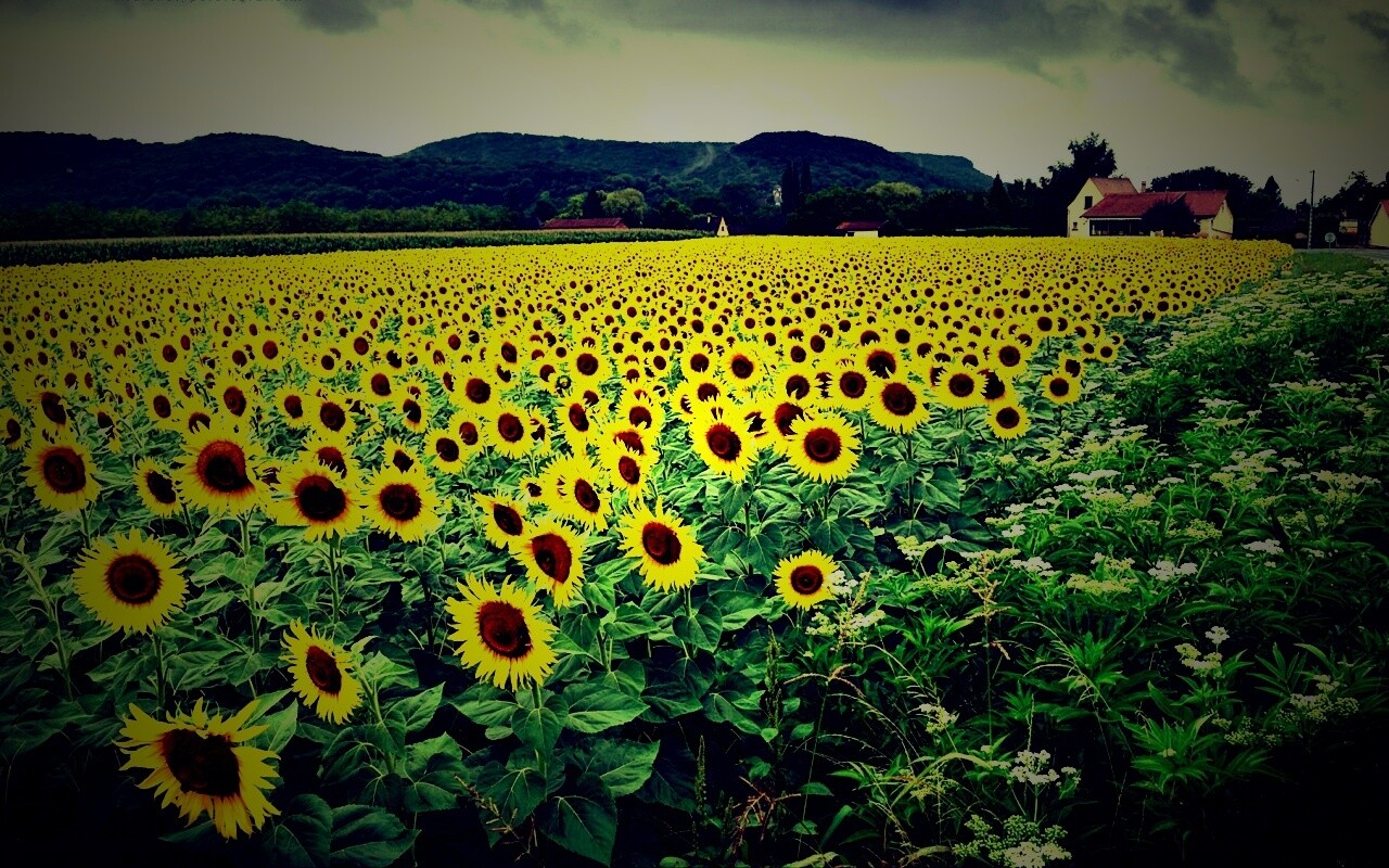 Живописное поле подсолнухов обои