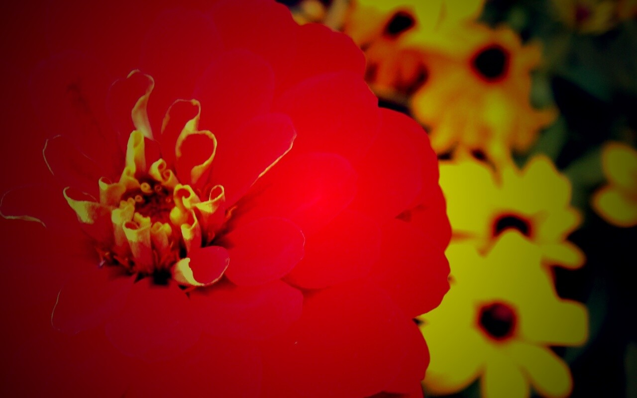 Красный цветок обои