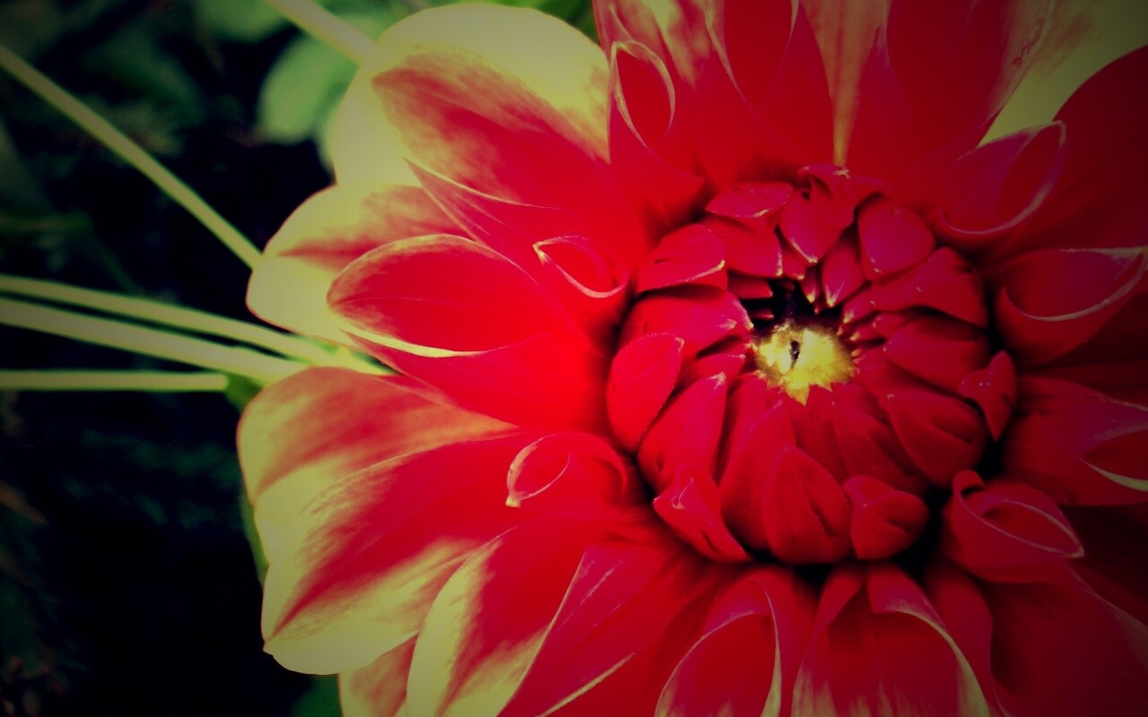 Аленький цветочек обои