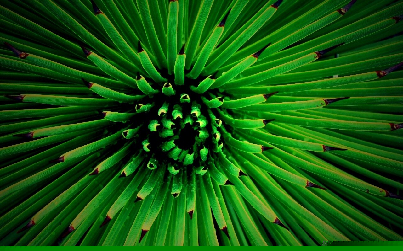 Хищный цветок обои