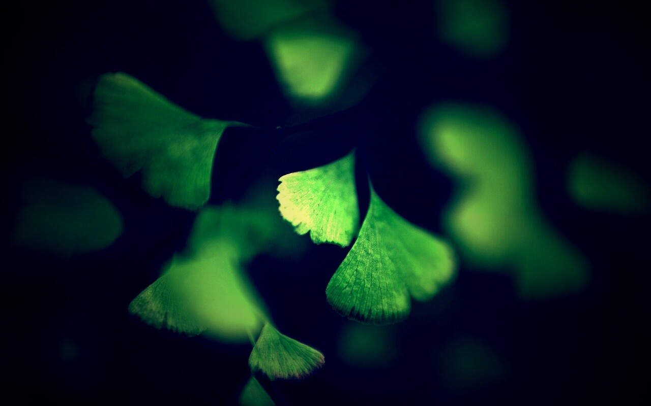 Дикие зеленые листья обои