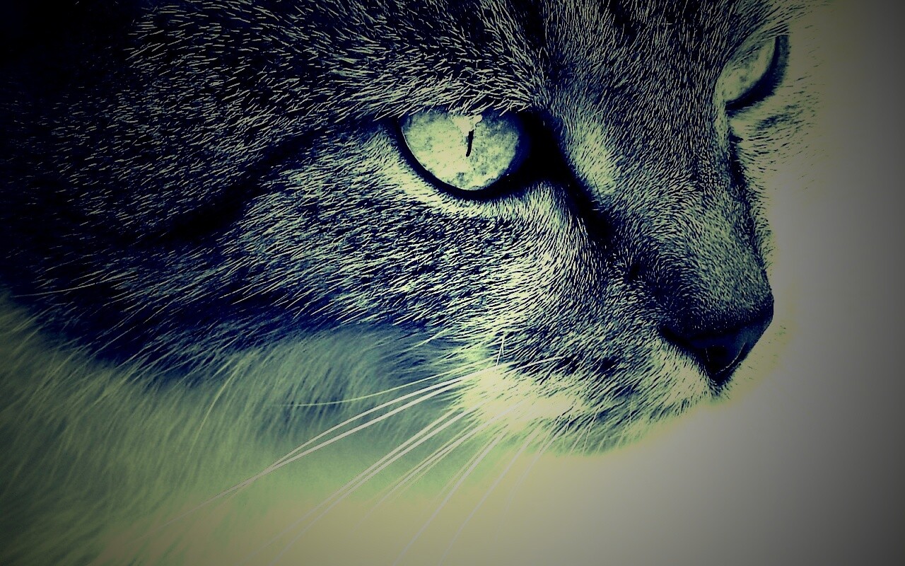 Очень красивый кот обои