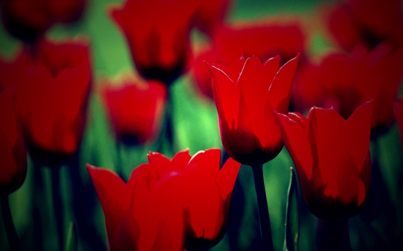 Красные цветы обои