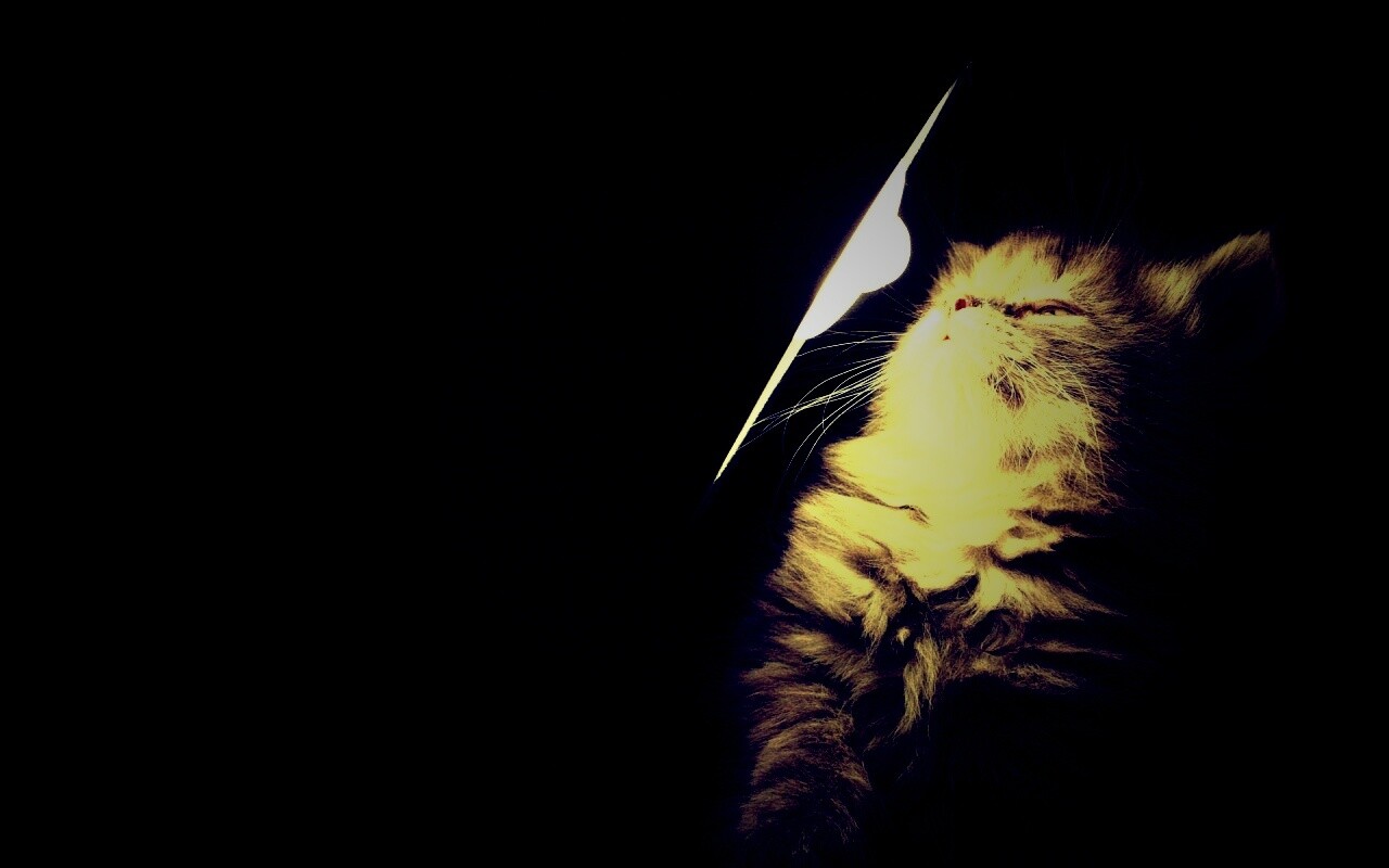 Котя на свету обои