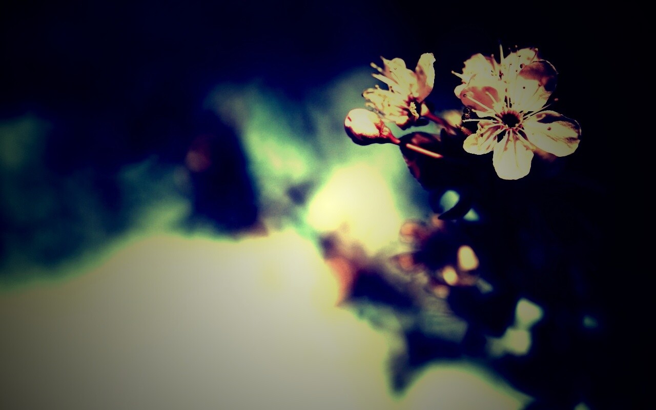 Цветок вишни обои