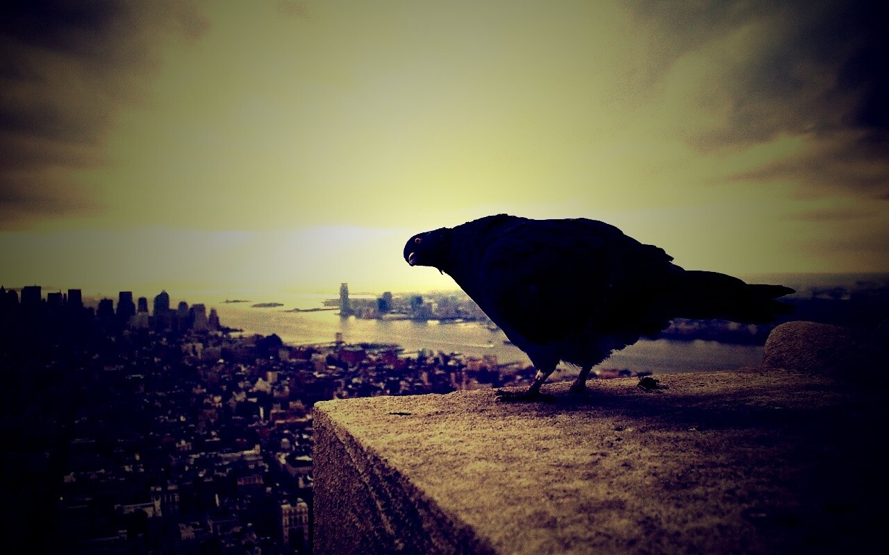 Любознательный голубь обои