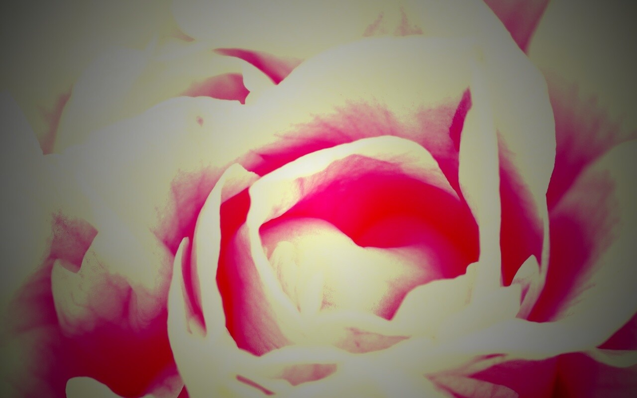 Розовый цветок обои
