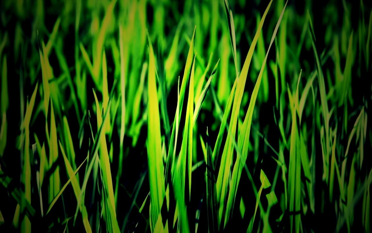 Яркая сочная трава обои