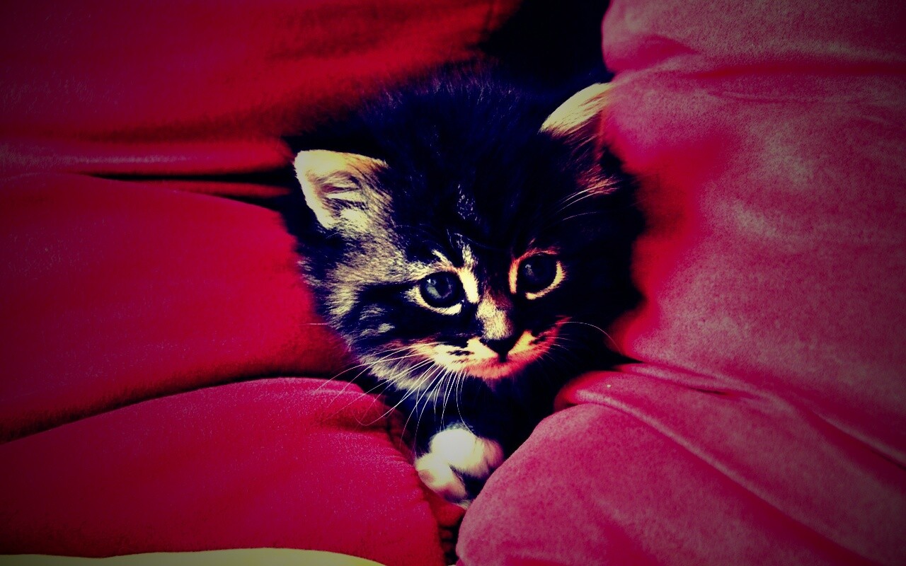 Котенок в подушках обои