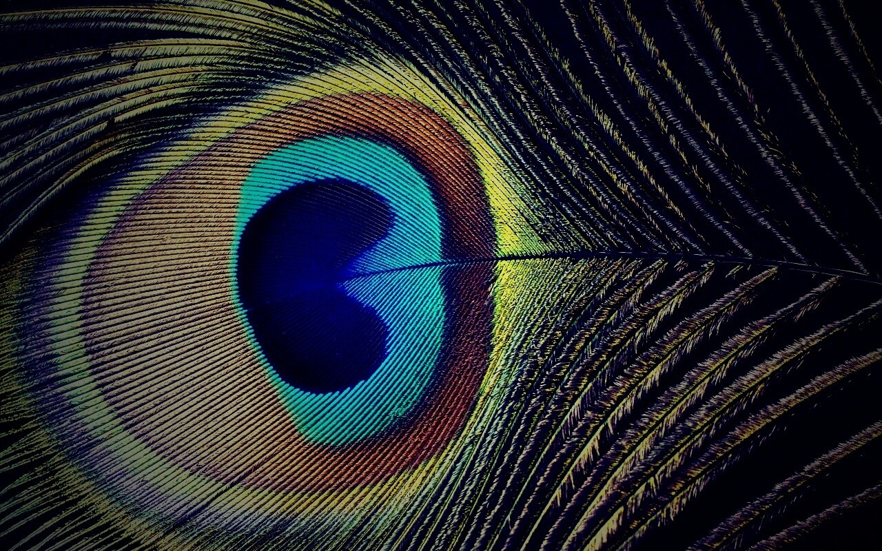 Перо павлина обои