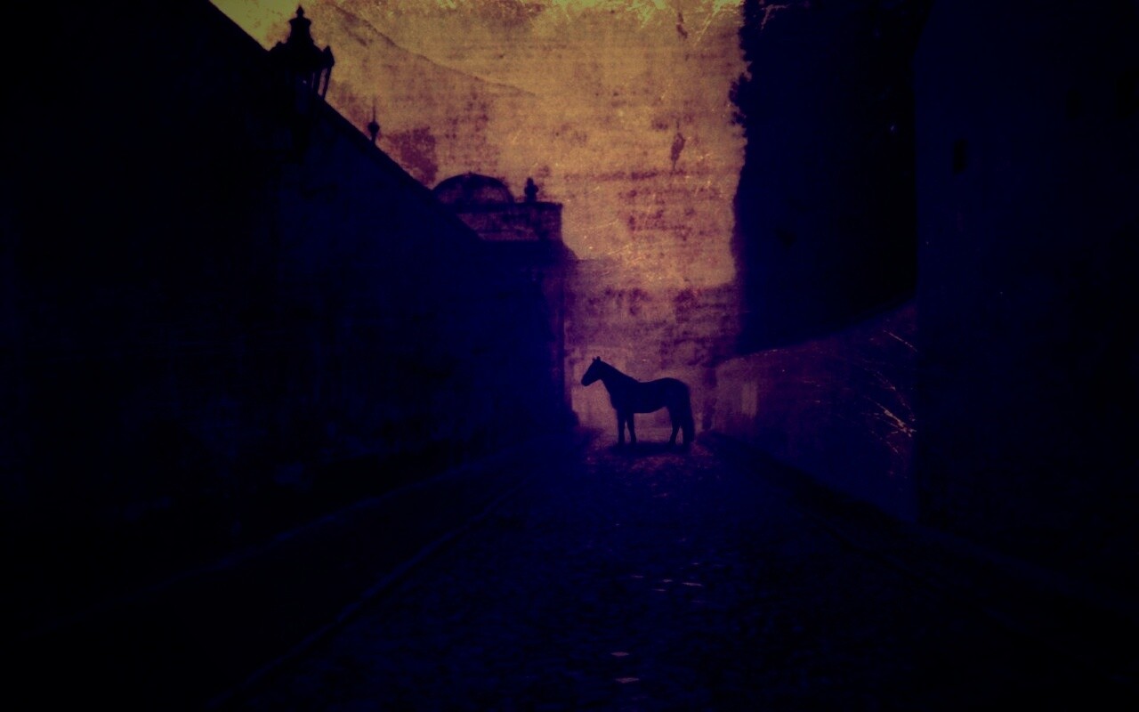 Лошадь в тумане обои