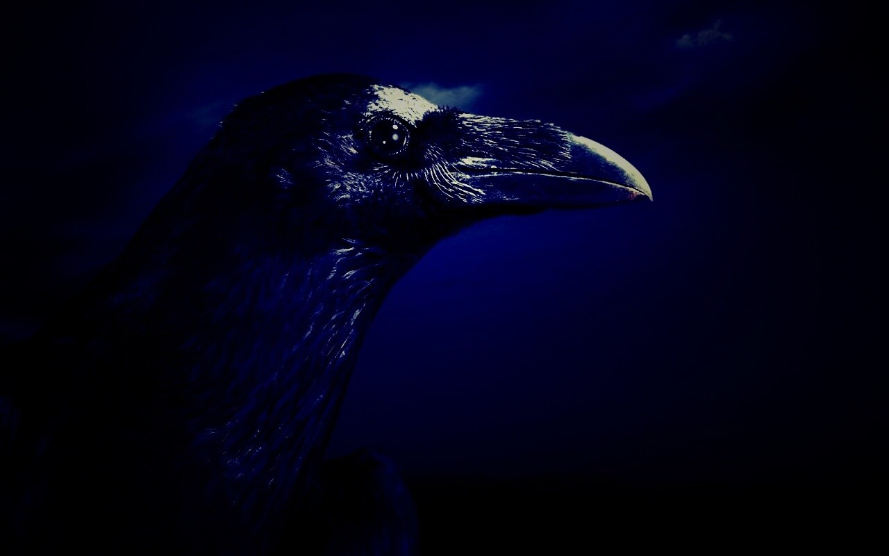 Ворон — гордая птица обои