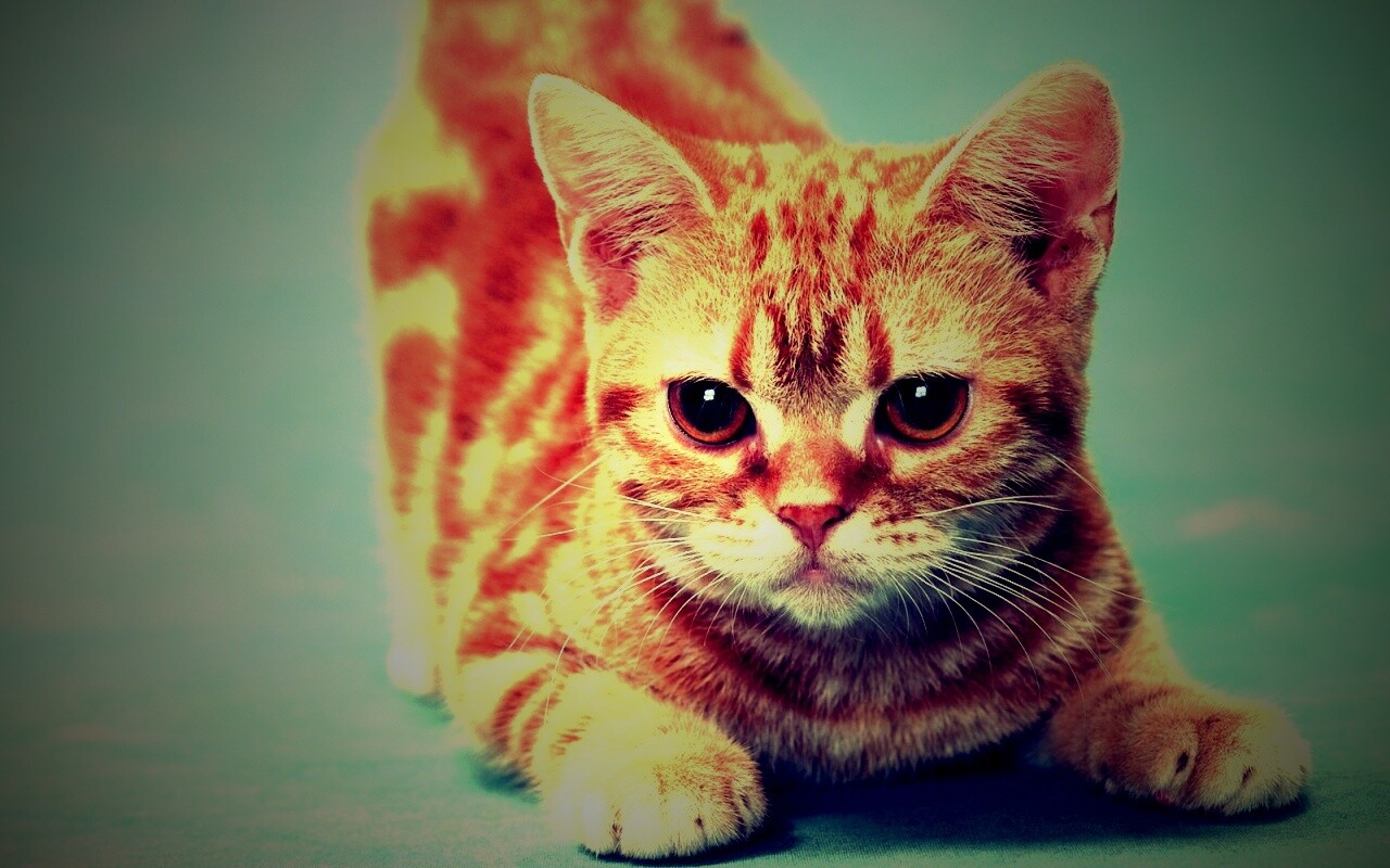 Котенок обои