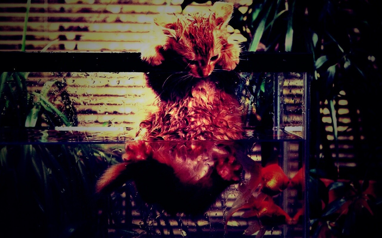 Мокрая киска обои