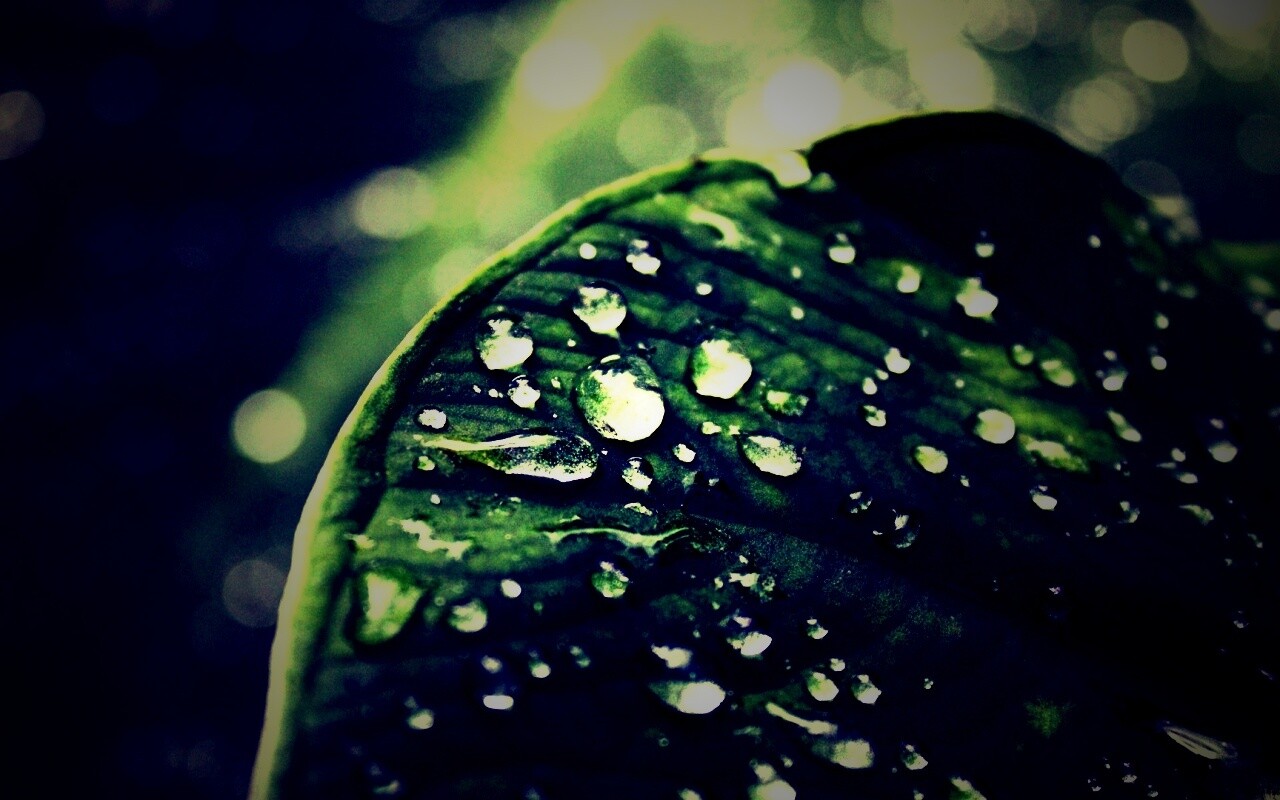 Роса на листке обои