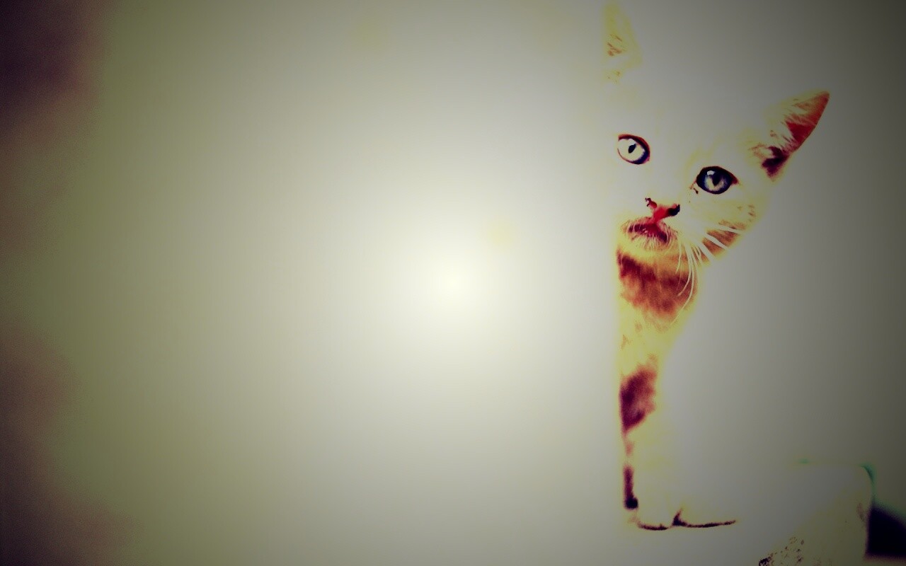 Котик из-за угла обои