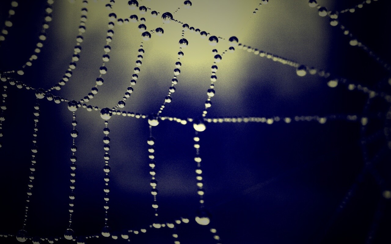Капли на паутине обои
