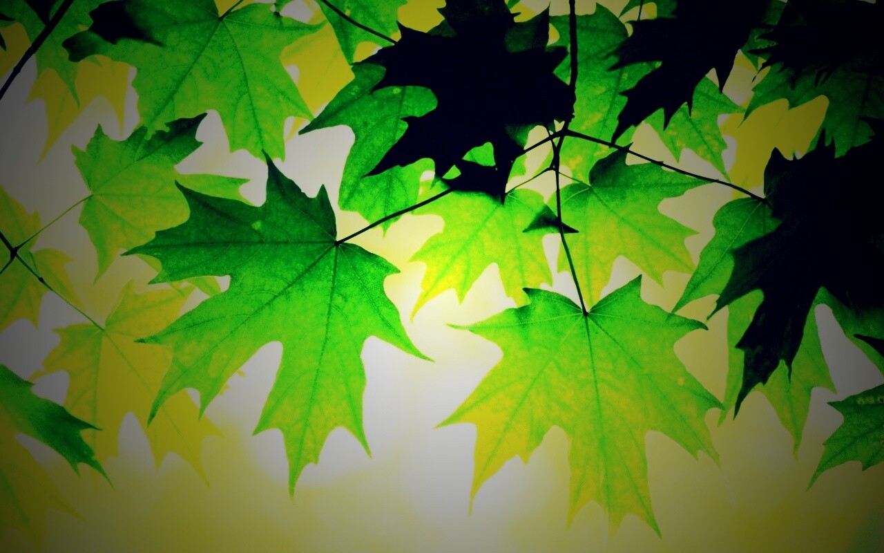 Кленовые листья обои