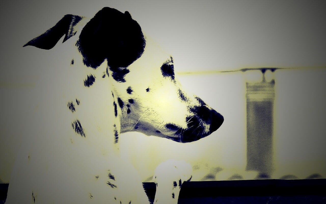 Долматинец смотрит вдаль обои