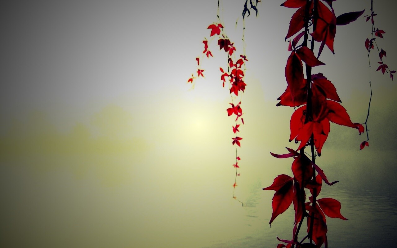 Ветви красного дерева обои
