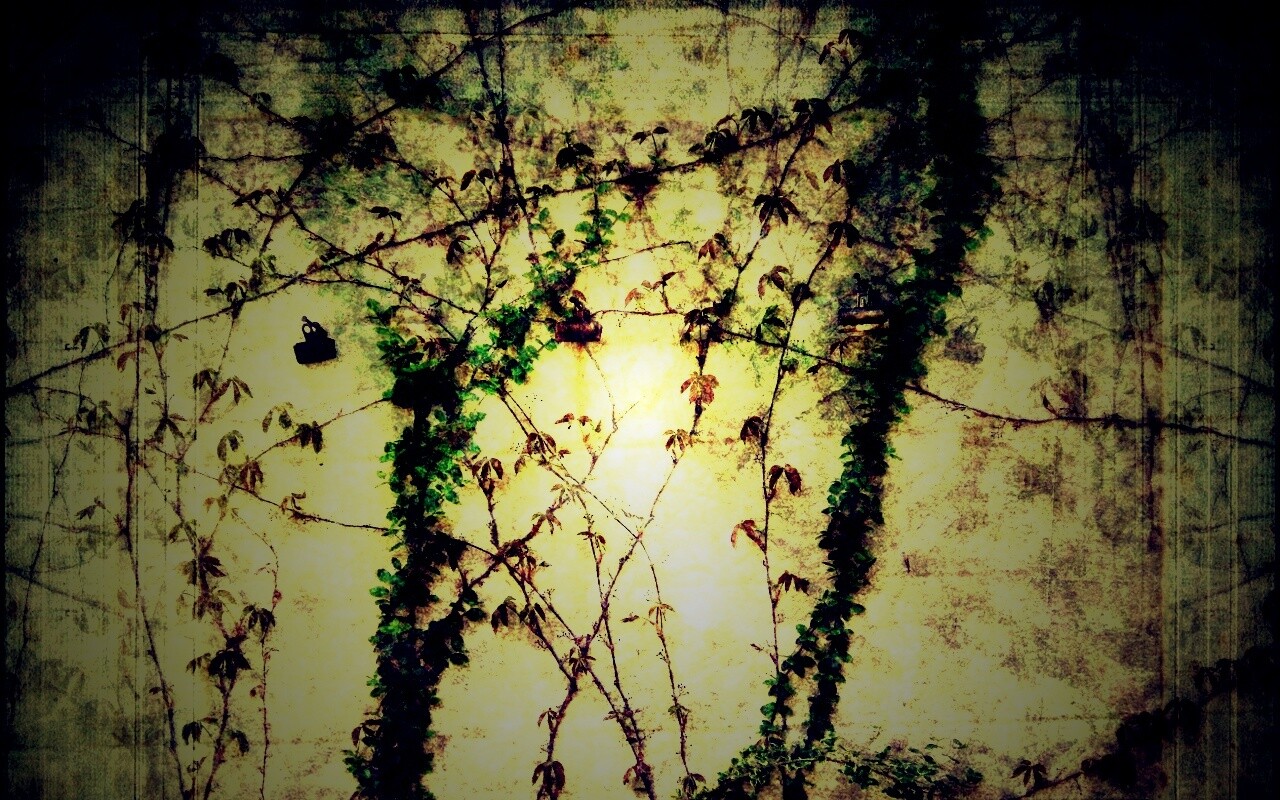 Растение на стене обои