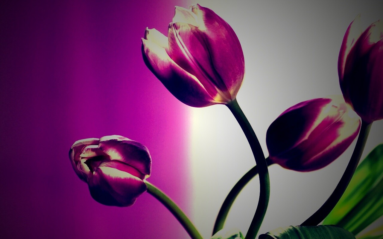 Сиреневые цветы обои