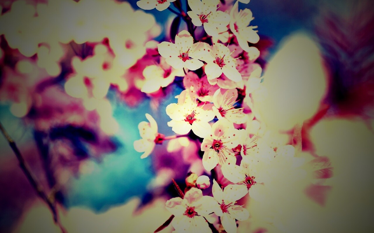 Цветение вишни обои