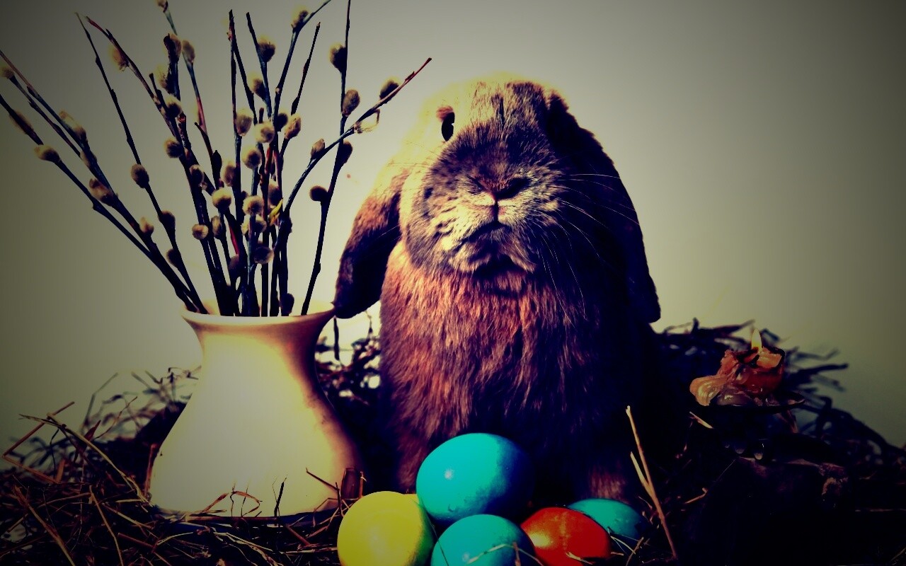 Пасхальный кролик обои