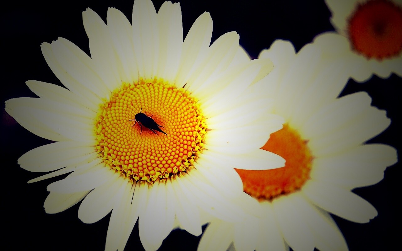 Ромашки обои