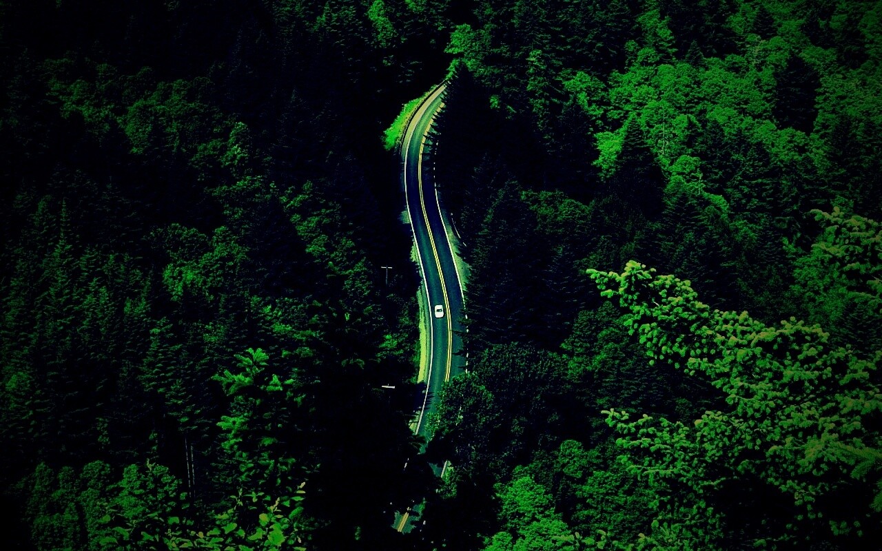 Лесная трасса обои