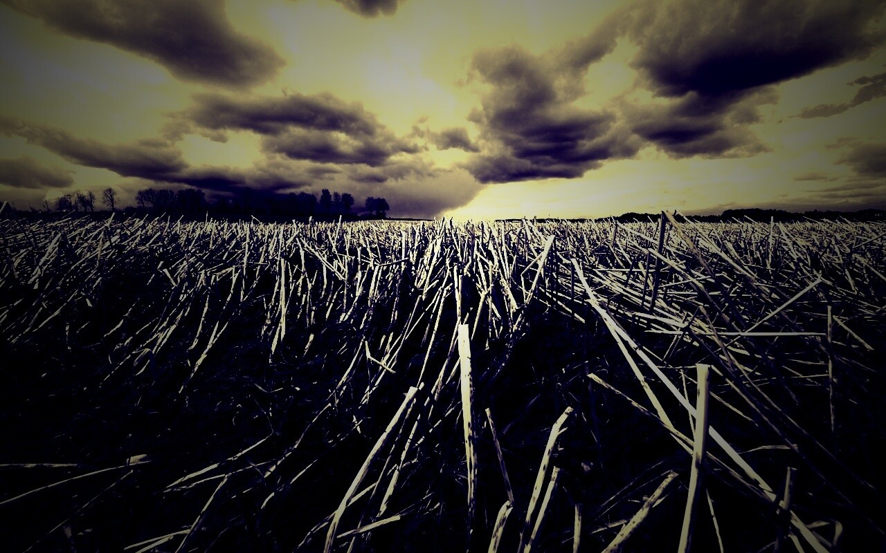 Убранное поле обои